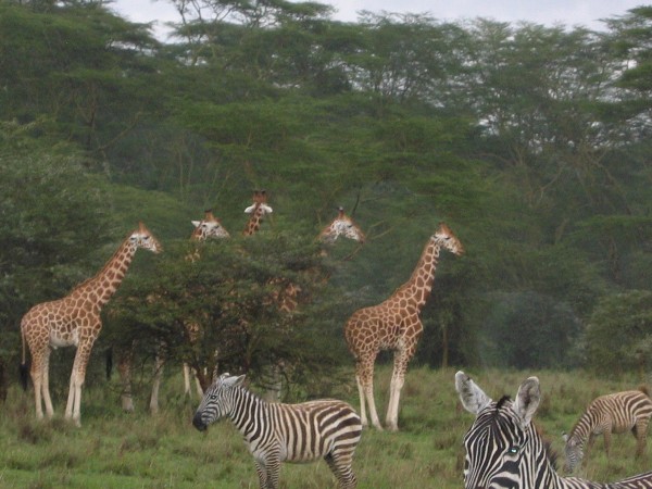 Zebras and Giraffes